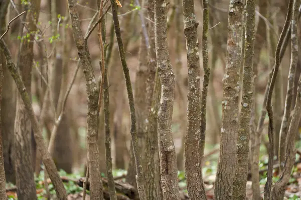 Genç hornbeam yoğun orman telefoto objektifi ve seçici odaklanma ile çekilir