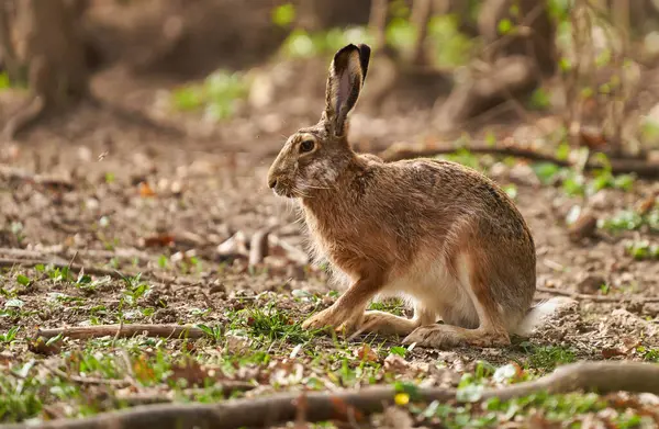 Brown Hare Forest Feeding Grass Seeds — Stock Photo, Image
