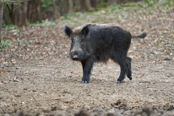 Genç, güçlü yaban domuzu, büyük bir tür, ormanda yiyecek bulmak için çamura batmış. 