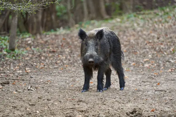 Genç, güçlü yaban domuzu, büyük bir tür, ormanda yiyecek bulmak için çamura batmış. 