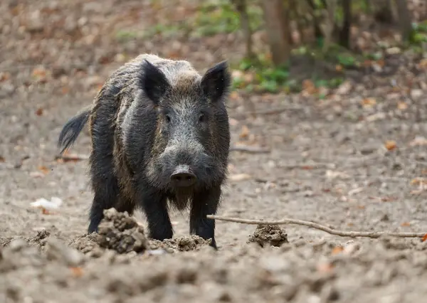 Young Strong Wild Hog Boar Large Specimen Forest Rooting Mud — Stock Photo, Image