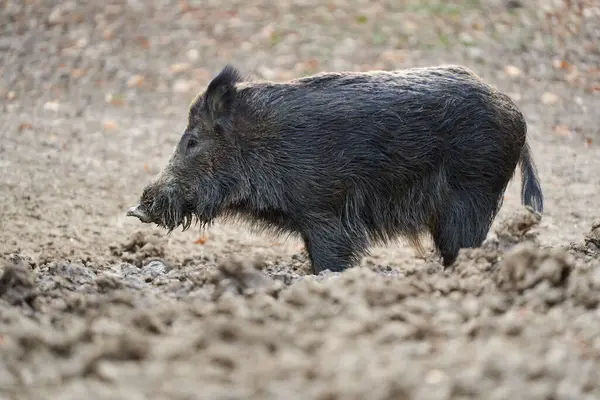 Young Strong Wild Hog Boar Large Specimen Forest Rooting Mud — Stock Photo, Image
