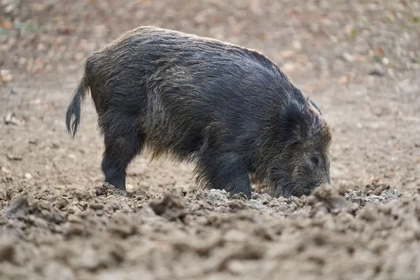 Genç, güçlü yaban domuzu, büyük bir tür, ormanda yiyecek bulmak için çamura batmış. 