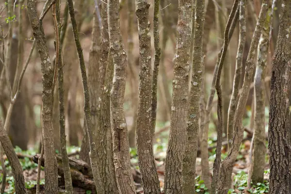 テレフォトレンズとセレクティブフォーカスで撮影された若いホルンビーム濃い森 ロイヤリティフリーのストック写真