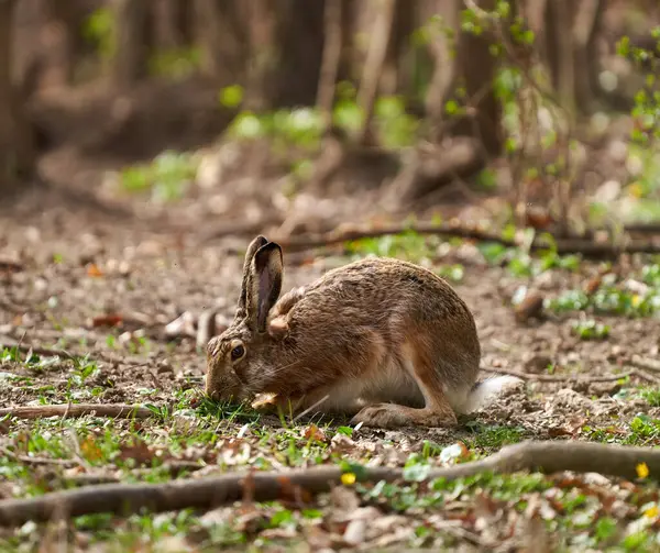 森林里吃草和种子的褐兔 图库图片