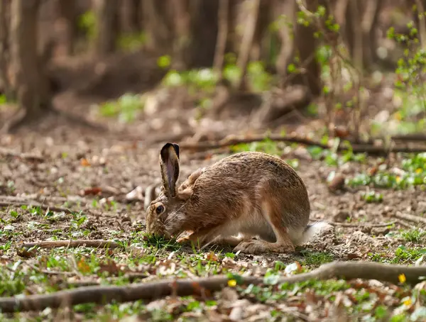 草や種に餌を与える森のブラウンウサギ ロイヤリティフリーのストック写真