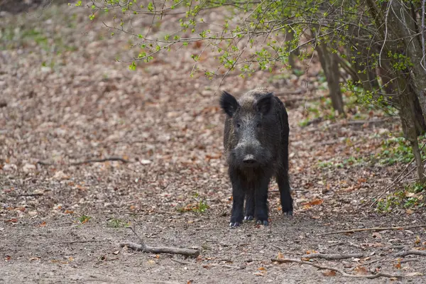 Junges Starkes Wildschwein Großes Exemplar Das Wald Schlamm Als Nahrung lizenzfreie Stockfotos