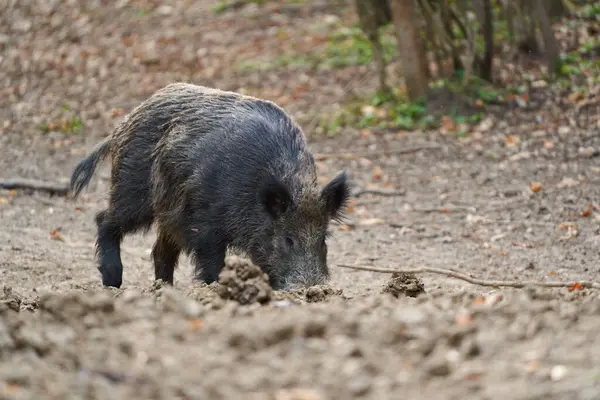 멧돼지 멧돼지 음식에 진흙에 숲에서 로열티 프리 스톡 사진