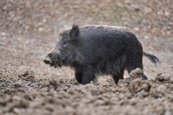 멧돼지 멧돼지 음식에 진흙에 숲에서 스톡 사진