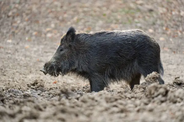 幼壮野猪 大型标本 在森林根植于泥巴中作为食物 免版税图库照片