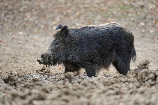 멧돼지 멧돼지 음식에 진흙에 숲에서 스톡 사진