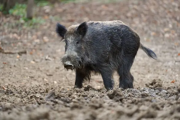 Young Strong Wild Hog Boar Large Specimen Forest Rooting Mud Stock Photo