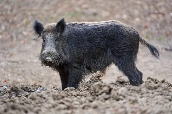 Young Strong Wild Hog Boar Large Specimen Forest Rooting Mud Stock Photo