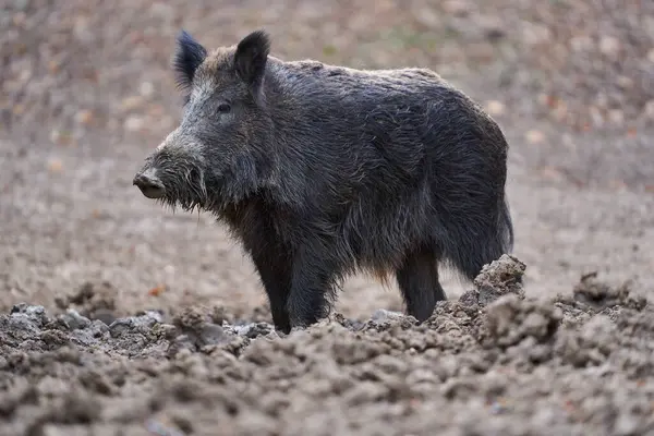 幼壮野猪 大型标本 在森林根植于泥巴中作为食物 图库图片