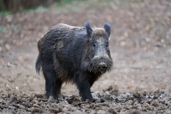 幼壮野猪 大型标本 在森林根植于泥巴中作为食物 免版税图库图片