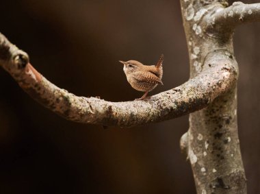 Avrasya çalısı, troglodit trogloditleri, çiftleşme mevsiminde dişileri cezbetmek için şarkı söylerler, bir dala tünemişlerdir. 