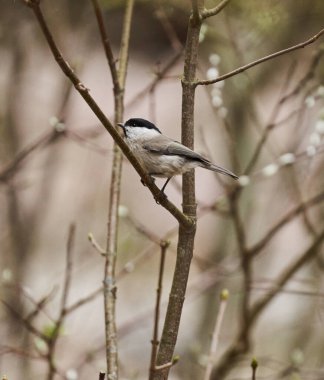 Grey tit, Melaniparus after, perched on a twig in a young tree