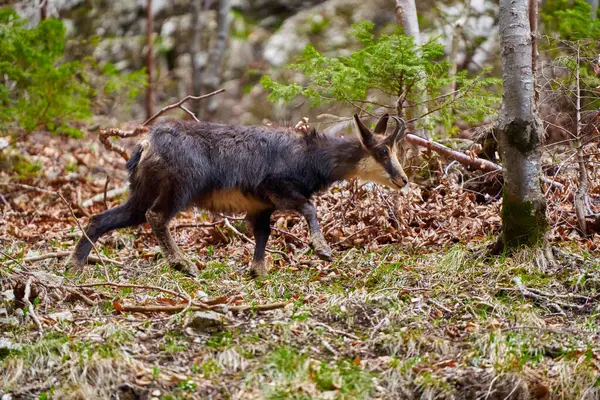 草と木で急な崖に餌を与えるチャモイス山のヤギ ストック画像
