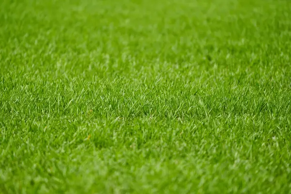 Young Wheat Grass Field Countryside Stock Picture