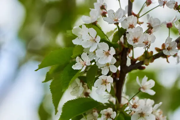 Vilda Körsbärsträd Full Blom Med Massor Blommor Stockbild