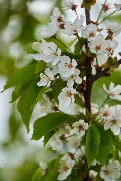 Дике Вишневе Дерево Повному Розквіті Великою Кількістю Квітів Ліцензійні Стокові Зображення
