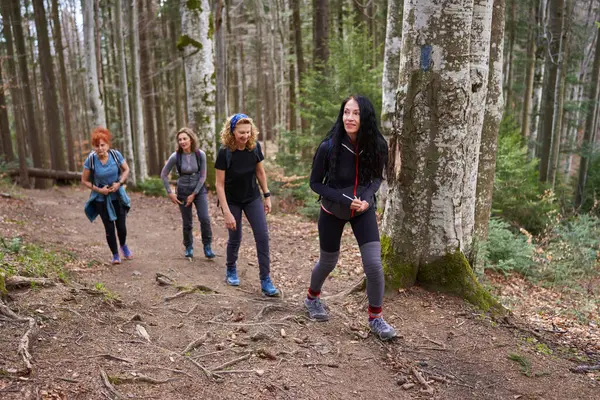 Grupp Vandrare Med Ryggsäckar Vandring Bergen Genom Skogen — Stockfoto