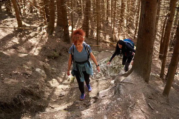 带背包的女徒步旅行者是在森林中登山的朋友 免版税图库图片