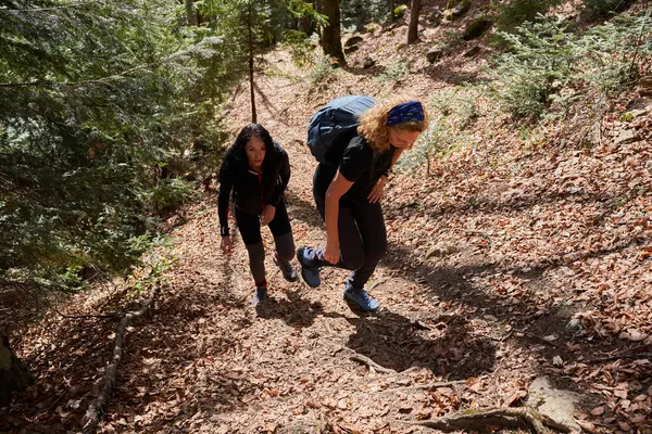 带着背包的徒步旅行者是在森林里登山的朋友 图库图片