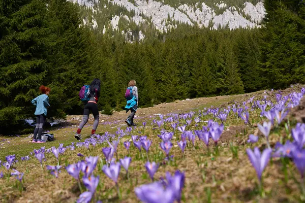 背着背包在山上爬山的女徒步旅行者穿过花草甸 图库照片
