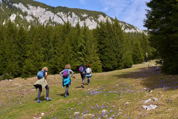 背着背包在山上爬山的女徒步旅行者穿过花草甸 图库图片