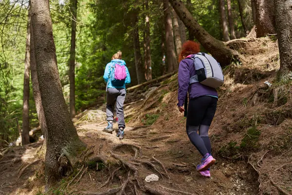 Caminhantes Femininas Com Mochilas Floresta Montanha Imagem De Stock