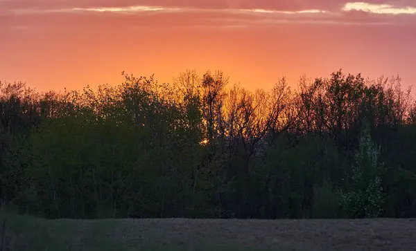 田舎の日没の後ろに森が植えられた畑 ストック画像