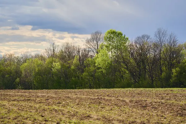 春の後ろに森がある耕作農園 ロイヤリティフリーのストック写真