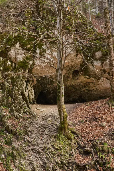 Самотнє Дерево Росте Обличчі Скелястого Скелі Горах Ліцензійні Стокові Фото