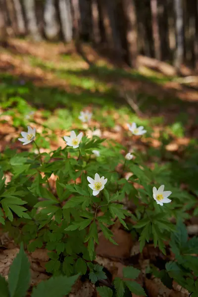 White Mountain Flowers Pine Forest Selective Focus Rechtenvrije Stockfoto's