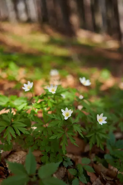 Bílé Horské Květiny Borovém Lese Selektivním Zaměřením Stock Obrázky