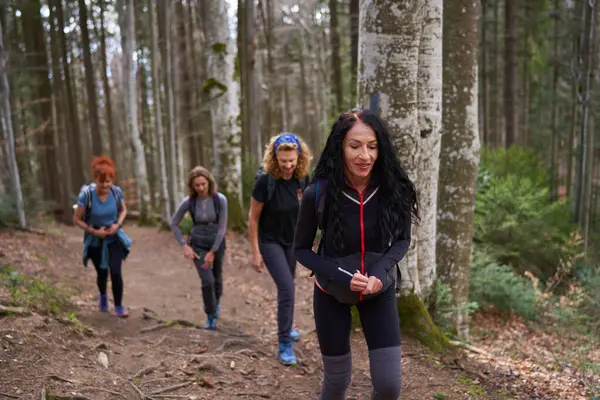 Четыре Женщины Рюкзаками Сосновых Лесах Стоковая Картинка