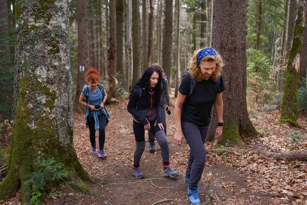 Four Women Backpacks Hiking Pine Forests Telifsiz Stok Fotoğraflar