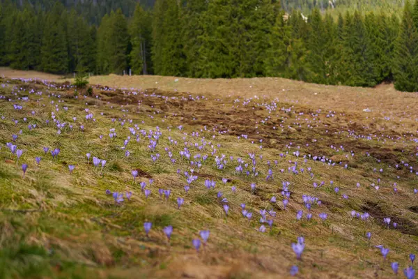 Fioletowe Kwiaty Krokusa Górze Lasach Sosnowych Obrazek Stockowy