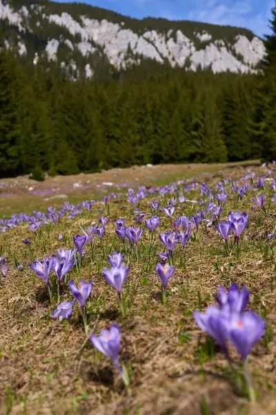 Fialové Krokus Květiny Hoře Borovicových Lesích Stock Snímky