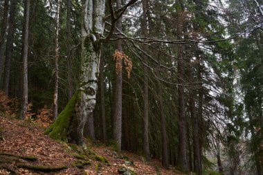 Dağ ormanlarında yosunlarla kaplı büyük bir kayın ağacı.