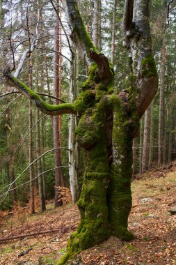 Dağ ormanlarında yosunlarla kaplı büyük bir kayın ağacı.