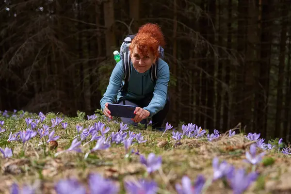 Woman Hiker Taking Photos Crocus Flowers Mountain While Hiking Trail — Stock Photo, Image