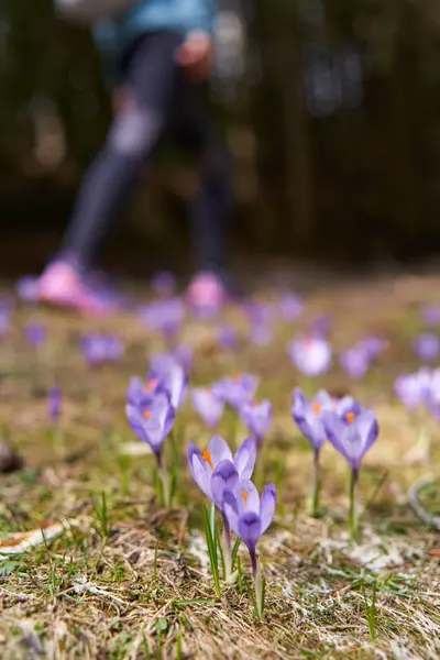 Purple Crocus Flowers Mountain Pine Forests — Stock Photo, Image