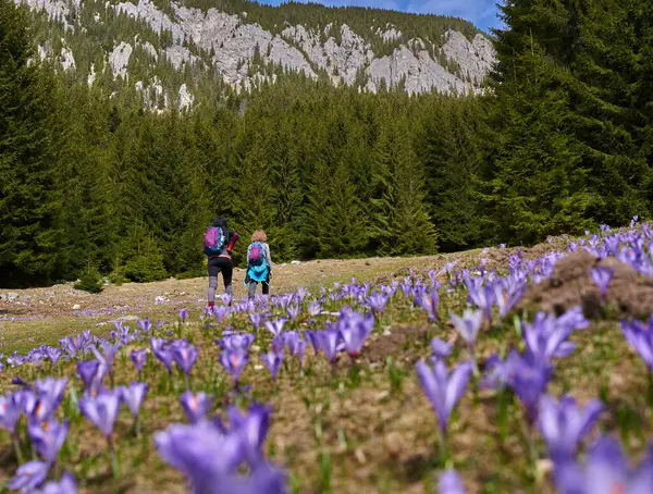 Women Hikers Backpacks Hiking Meadow Crocus Flowers — Zdjęcie stockowe