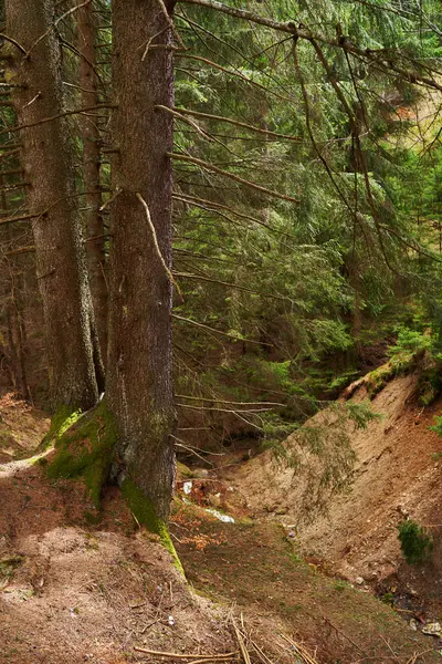 Vertical Landscape Pine Forest Mountain Hiking Trail Image En Vente