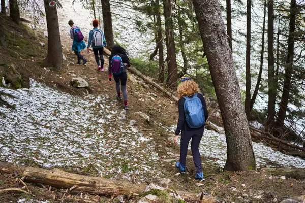 Four Women Backpacks Hiking Pine Forests Telifsiz Stok Fotoğraflar