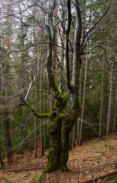 Μεγάλο Γέρικο Δέντρο Οξιάς Καλυμμένο Βρύα Στο Ορεινό Δάσος Εικόνα Αρχείου