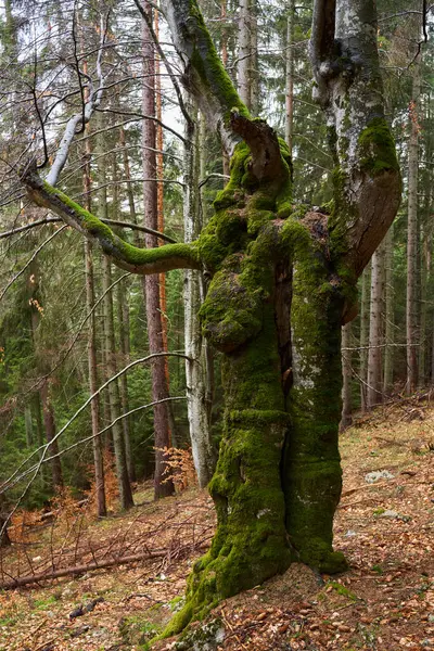 Велике Старе Букове Дерево Покрите Мохом Гірському Лісі Стокова Картинка