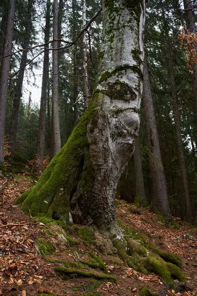 Nagy Öreg Bükkfa Mohával Borítva Hegyi Erdőben Stock Kép